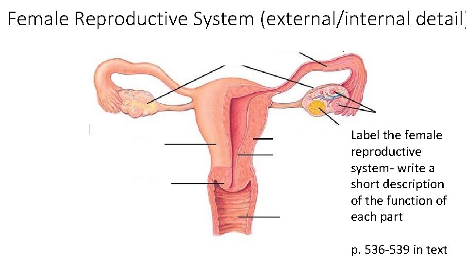 Female Reproductive System (external/internal detail) aka fallopian tubes Label the female reproductive (inner lining