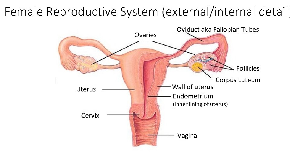 Female Reproductive System (external/internal detail) Ovaries akaaka fallopian tubes Tubes Oviduct Fallopian Follicles Uterus