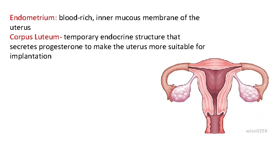 Endometrium: blood-rich, inner mucous membrane of the uterus Corpus Luteum- temporary endocrine structure that