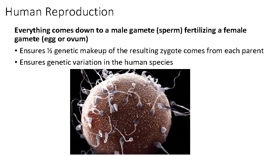 Human Reproduction Everything comes down to a male gamete (sperm) fertilizing a female gamete