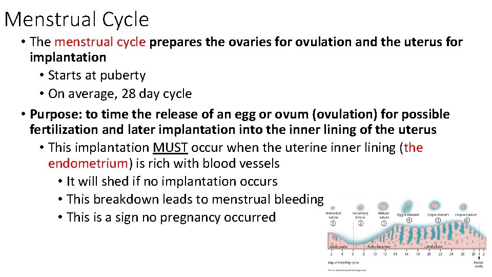 Menstrual Cycle • The menstrual cycle prepares the ovaries for ovulation and the uterus