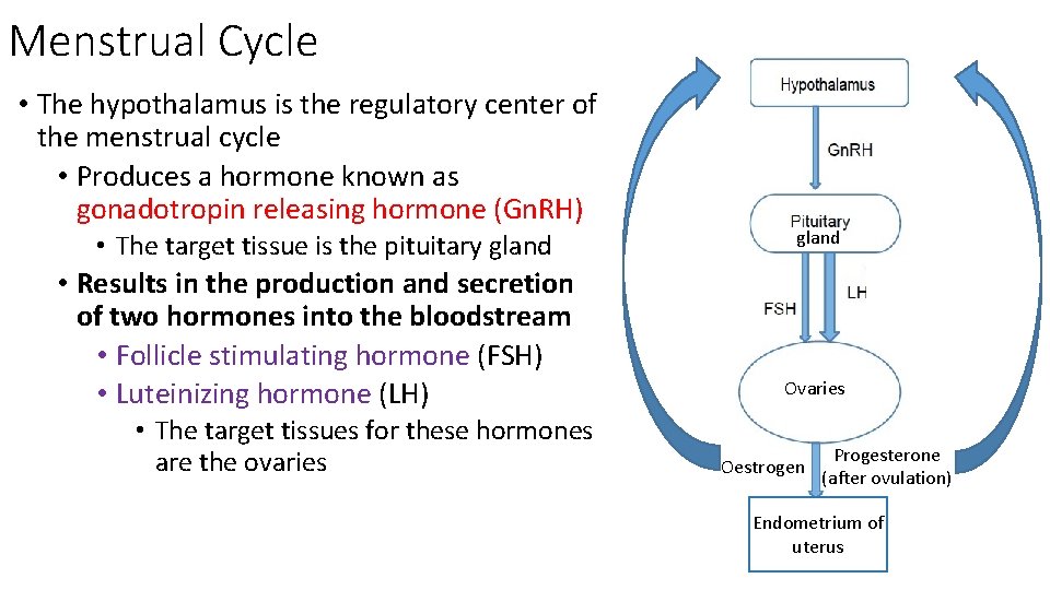 Menstrual Cycle • The hypothalamus is the regulatory center of the menstrual cycle •