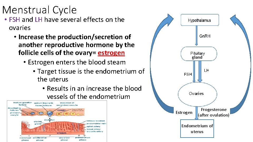 Menstrual Cycle • FSH and LH have several effects on the ovaries • Increase