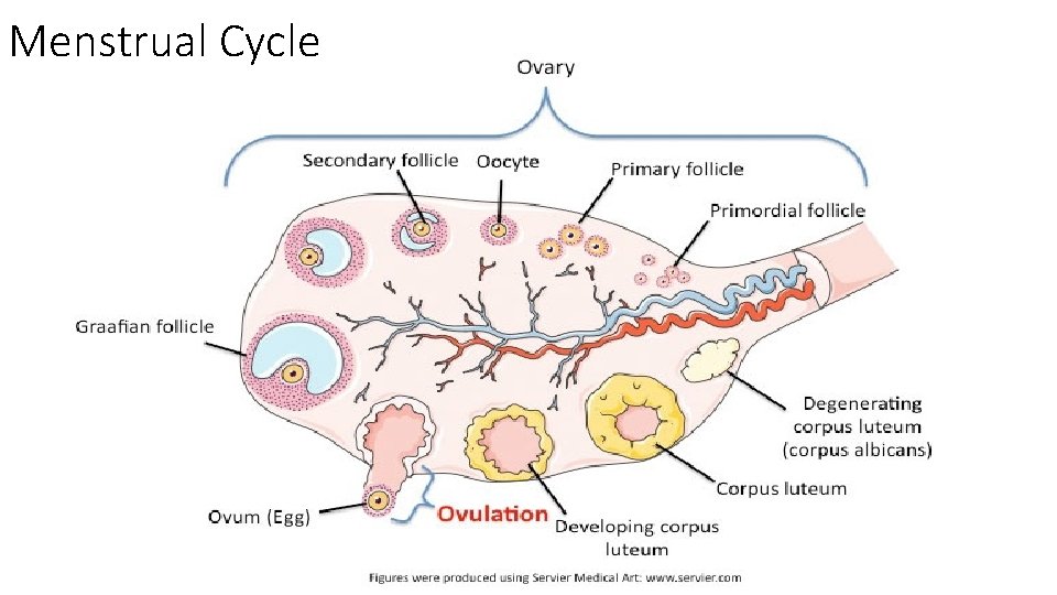 Menstrual Cycle 