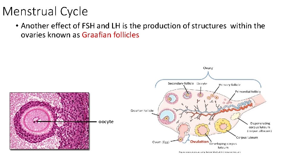 Menstrual Cycle • Another effect of FSH and LH is the production of structures