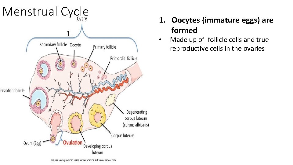 Menstrual Cycle 1. Oocytes (immature eggs) are formed • Made up of follicle cells