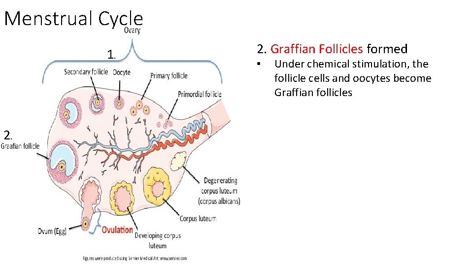 Menstrual Cycle 1. 2. Graffian Follicles formed • Under chemical stimulation, the follicle cells