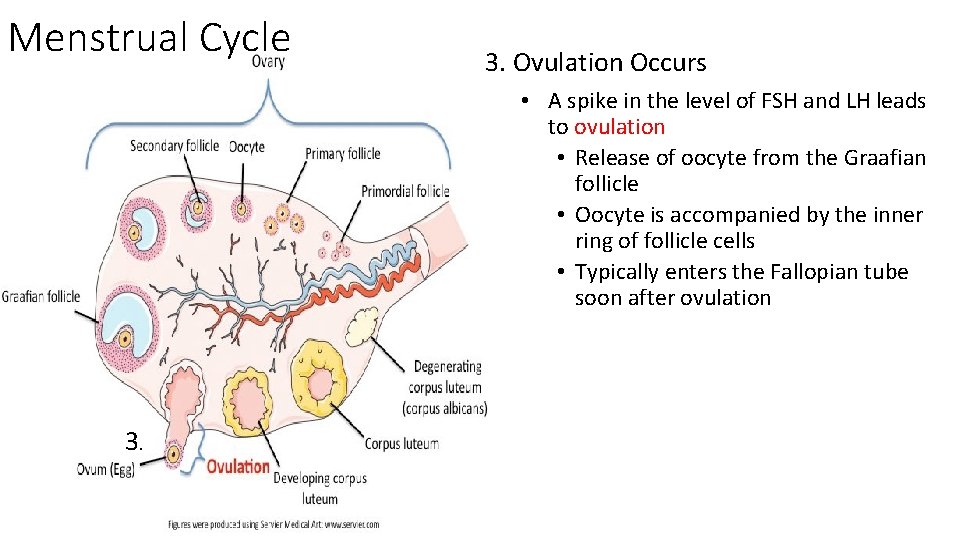 Menstrual Cycle 3. Ovulation Occurs • A spike in the level of FSH and