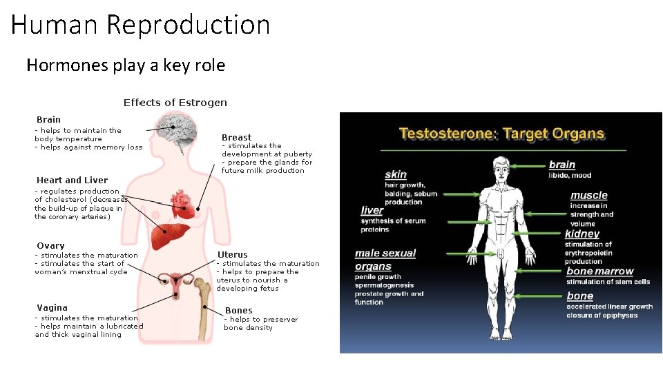 Human Reproduction Hormones play a key role 