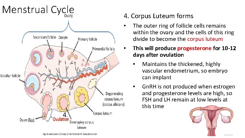 Menstrual Cycle 4. Corpus Luteum forms • • 4. The outer ring of follicle