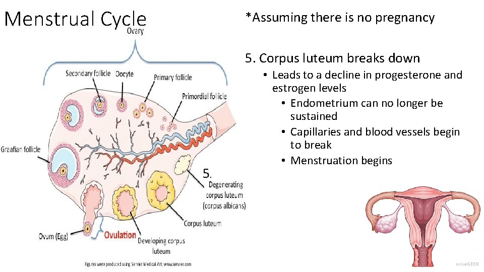 Menstrual Cycle *Assuming there is no pregnancy 5. Corpus luteum breaks down 5. •