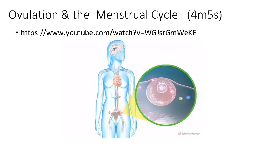 Ovulation & the Menstrual Cycle (4 m 5 s) • https: //www. youtube. com/watch?