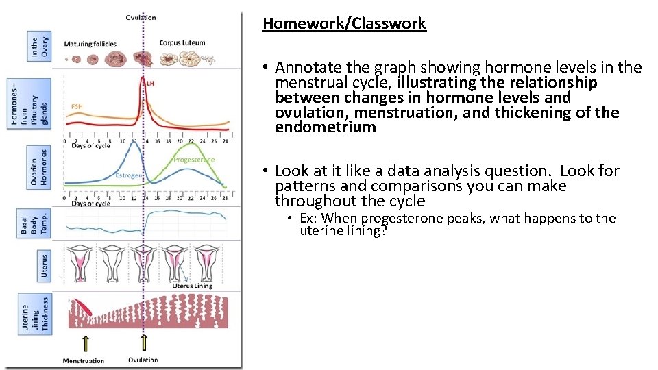 Homework/Classwork • Annotate the graph showing hormone levels in the menstrual cycle, illustrating the