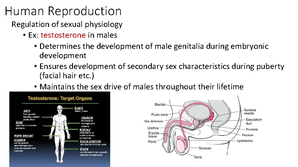 Human Reproduction Regulation of sexual physiology • Ex: testosterone in males • Determines the
