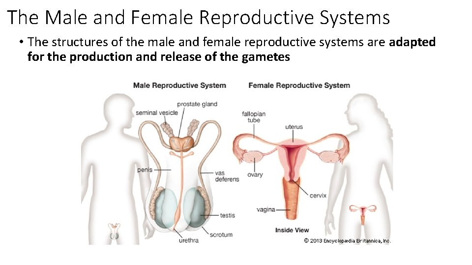 The Male and Female Reproductive Systems • The structures of the male and female