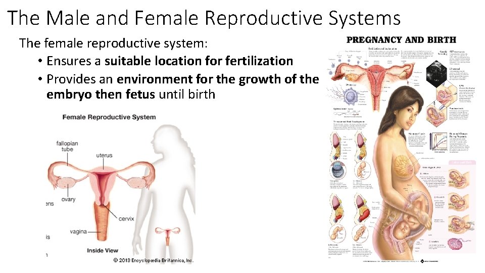 The Male and Female Reproductive Systems The female reproductive system: • Ensures a suitable
