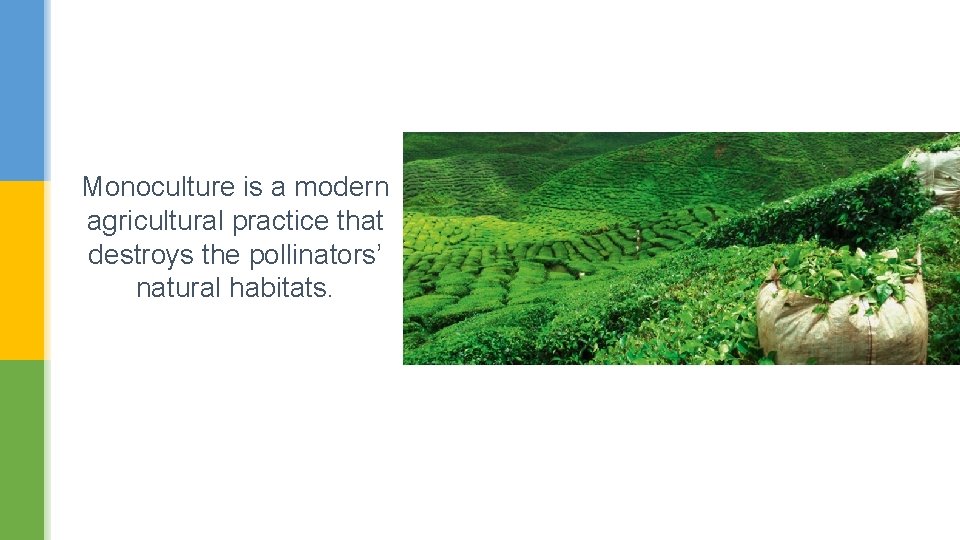 Monoculture is a modern agricultural practice that destroys the pollinators’ natural habitats. 