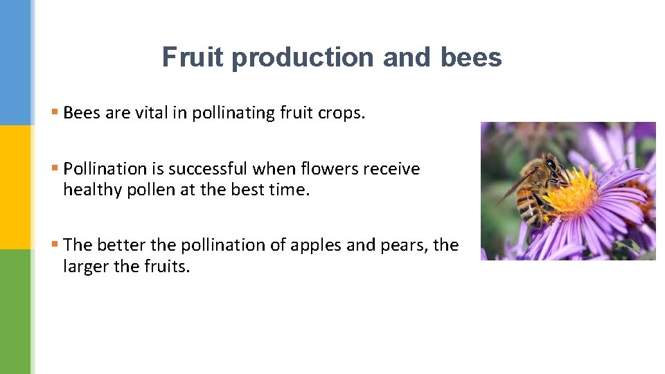 Fruit production and bees § Bees are vital in pollinating fruit crops. § Pollination