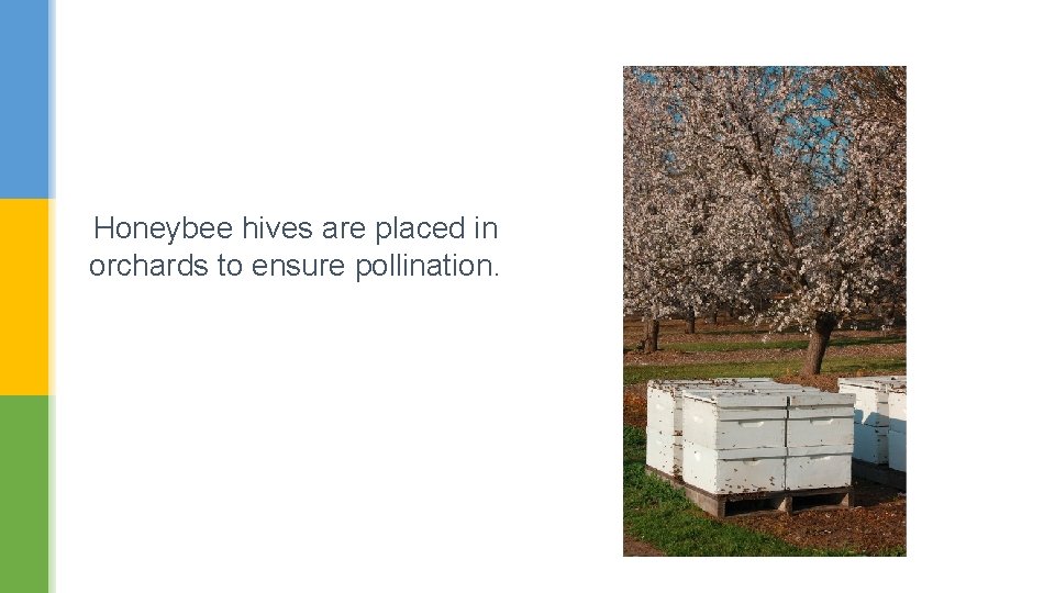 Honeybee hives are placed in orchards to ensure pollination. 