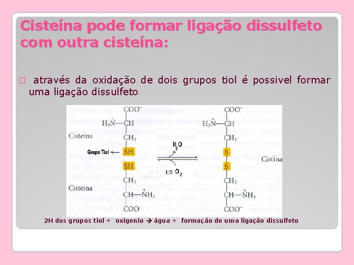 Cisteína pode formar ligação dissulfeto com outra cisteína: � através da oxidação de dois