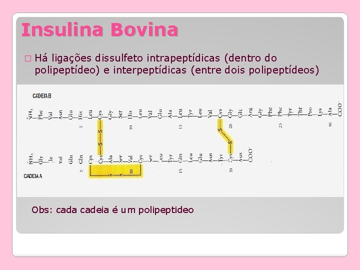 Insulina Bovina � Há ligações dissulfeto intrapeptídicas (dentro do polipeptídeo) e interpeptídicas (entre dois