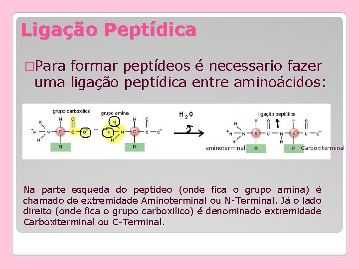 Ligação Peptídica �Para formar peptídeos é necessario fazer uma ligação peptídica entre aminoácidos: +