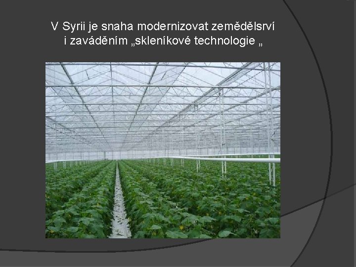 V Syrii je snaha modernizovat zemědělsrví i zaváděním „skleníkové technologie „ 