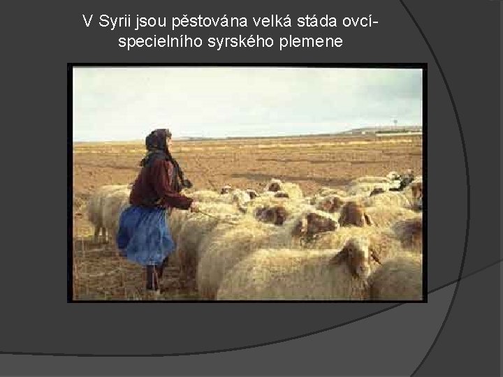 V Syrii jsou pěstována velká stáda ovcíspecielního syrského plemene 
