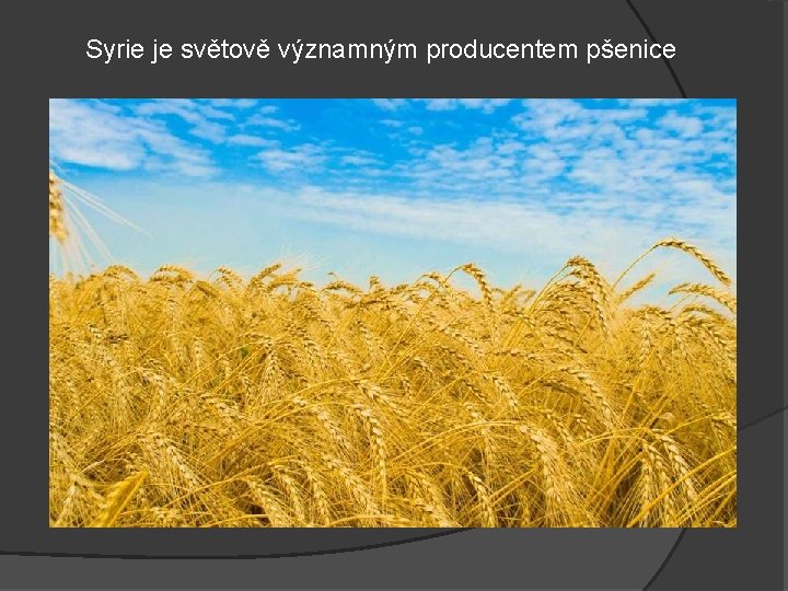 Syrie je světově významným producentem pšenice 