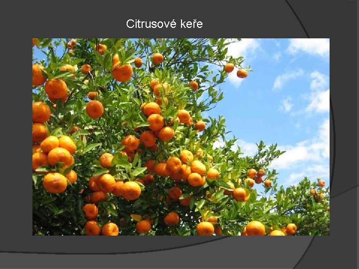 Citrusové keře 