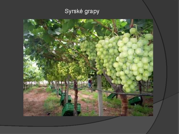 Syrské grapy 