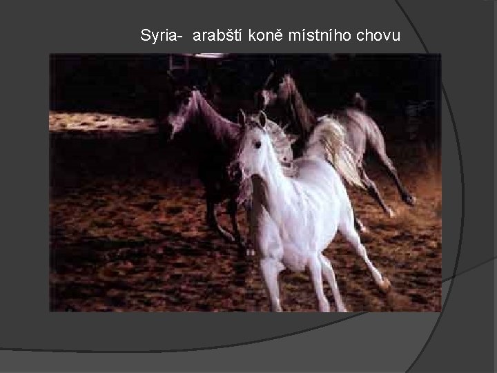 Syria- arabští koně místního chovu 