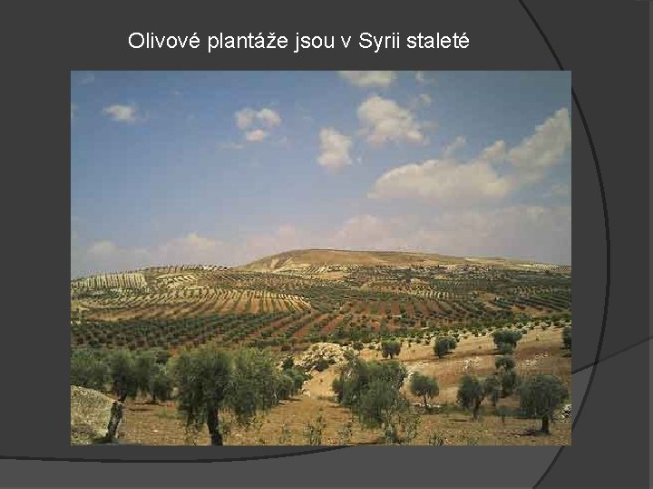 Olivové plantáže jsou v Syrii staleté 
