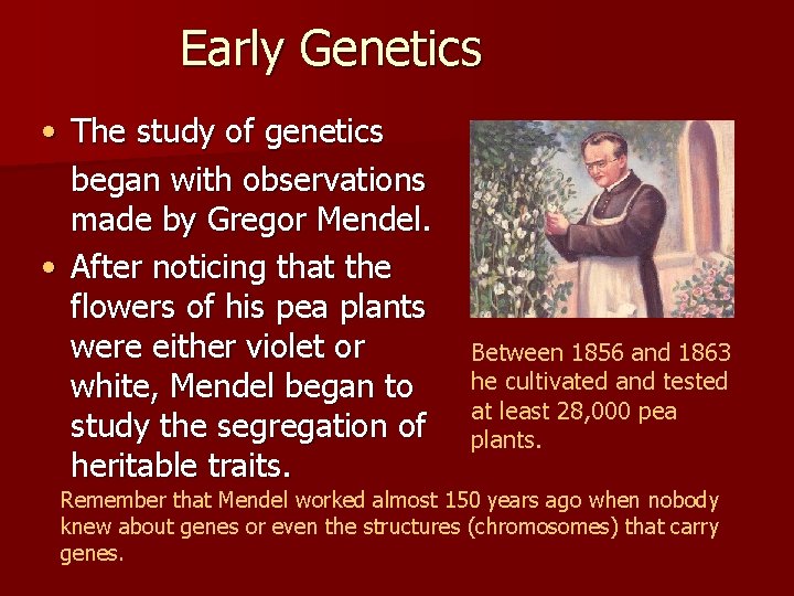 Early Genetics • The study of genetics began with observations made by Gregor Mendel.