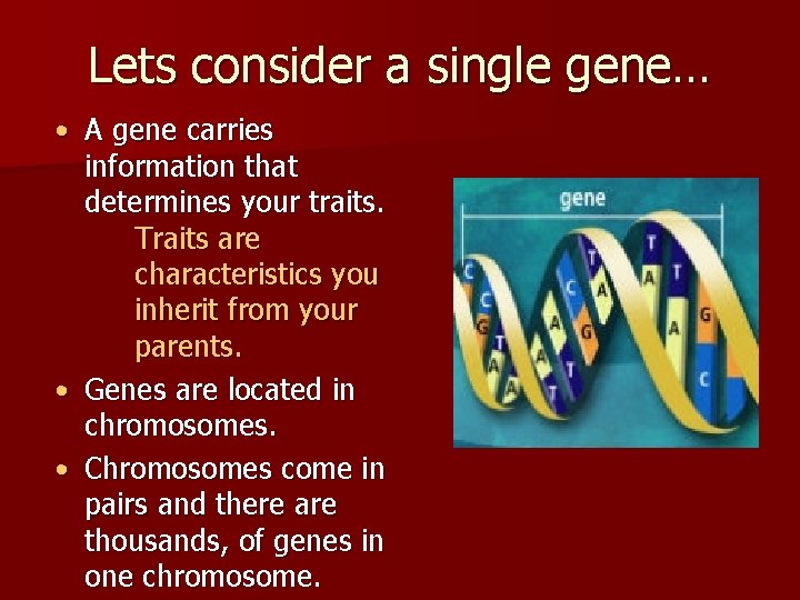 Lets consider a single gene… • A gene carries information that determines your traits.