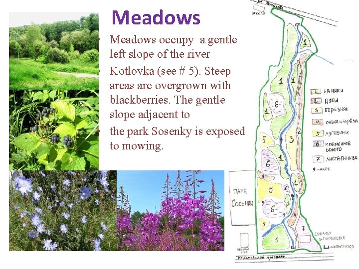 Meadows • Meadows occupy a gentle left slope of the river • Kotlovka (see