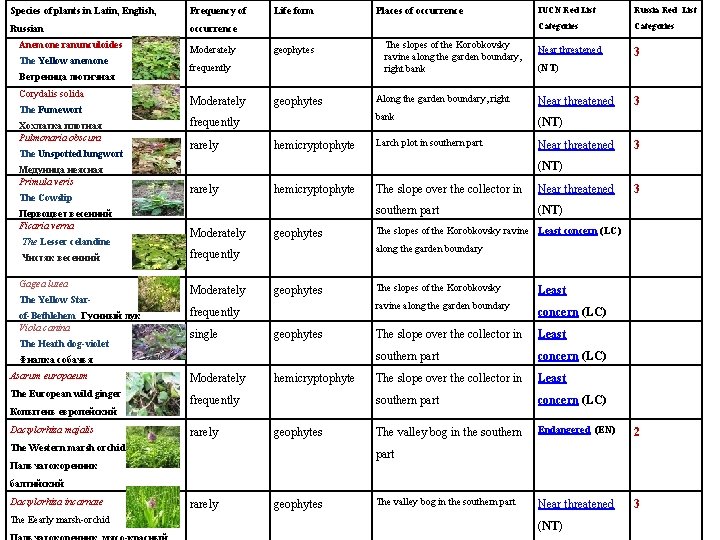 Species of plants in Latin, English, Frequency of Russian occurrence Anemone ranunculoides The Yellow