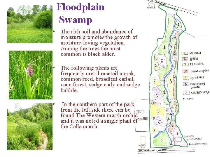 Floodplain Swamp • The rich soil and abundance of moisture promotes the growth of