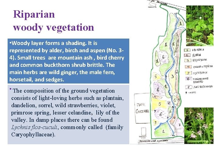 Riparian woody vegetation • Woody layer forms a shading. It is represented by alder,