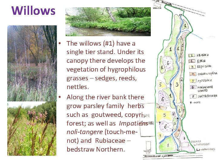 Willows • The willows (#1) have a single tier stand. Under its canopy there