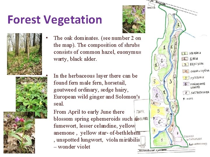 Forest Vegetation • The oak dominates. (see number 2 on the map). The composition