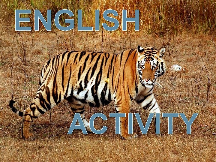 ENGLISH Save Tigers ACTIVITY 