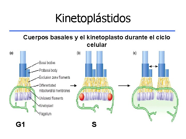 Kinetoplástidos Cuerpos basales y el kinetoplasto durante el ciclo celular G 1 S 