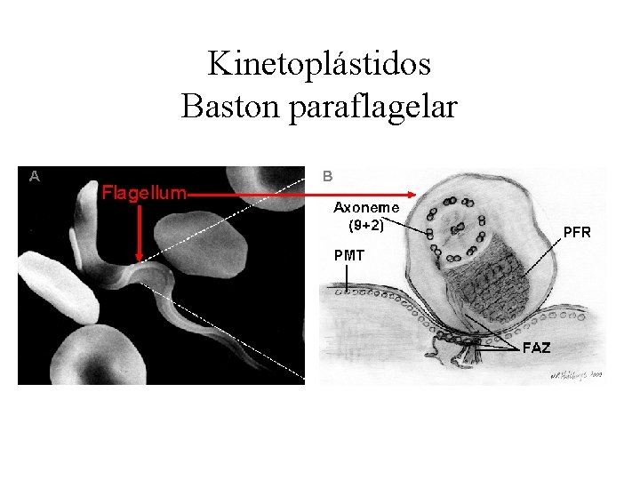 Kinetoplástidos Baston paraflagelar 