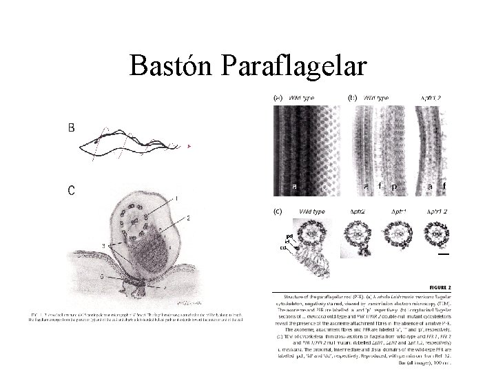 Bastón Paraflagelar 