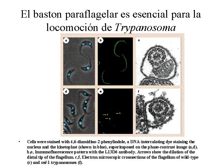 El baston paraflagelar es esencial para la locomoción de Trypanosoma • Cells were stained