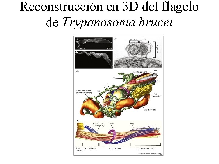Reconstrucción en 3 D del flagelo de Trypanosoma brucei 