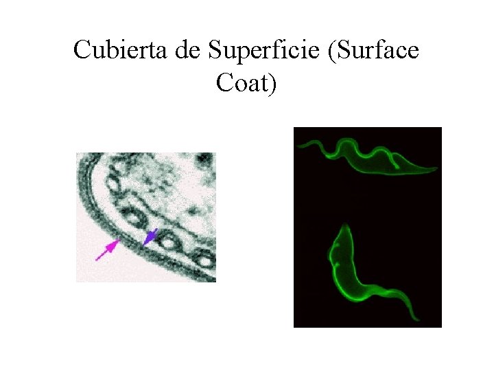 Cubierta de Superficie (Surface Coat) 