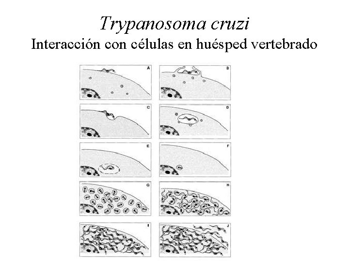Trypanosoma cruzi Interacción con células en huésped vertebrado 