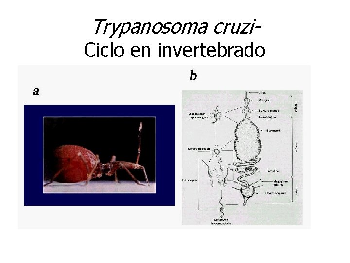 Trypanosoma cruzi- Ciclo en invertebrado 